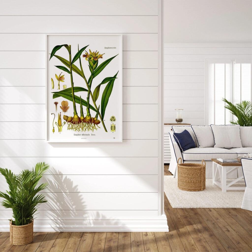 Köhlers Medizinal Pflanzen – Zingiber Officinale – Plakat med retromotiv af ingefær