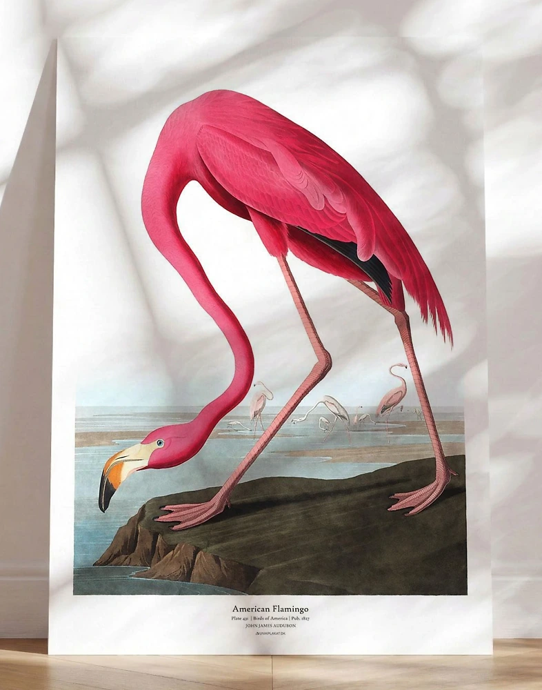 American Flamingo af John James Audubon