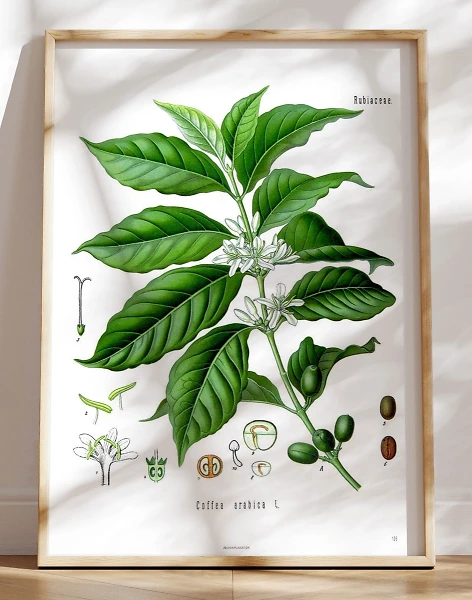 Köhlers Medizinal Pflanzen - Coffea Arabica - Antik plakat med kaffeplante