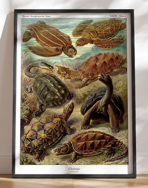 Ernst Haeckel plakat - Chelonia (skildpadder)