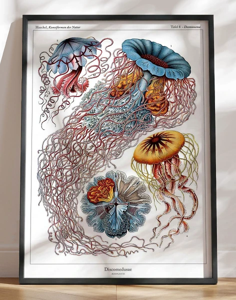 Ernst Haeckel - Discomedusae - leksikonplakat med vandmænd