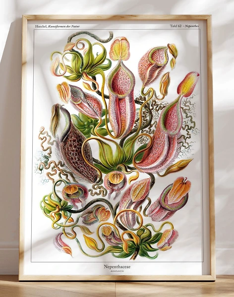 Ernst Haeckel - Nepenthaceae (kandebærer)
