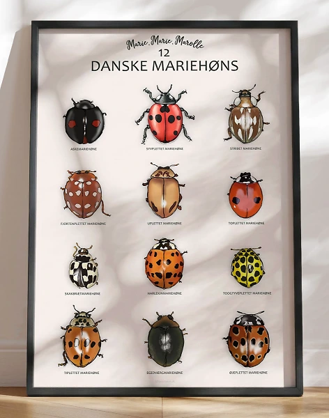 Mariehøne plakat - sådan ser 12 af de danske mariehøns ud