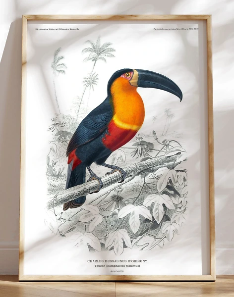 Tucan plakat - Charles Dessalines retroplakat