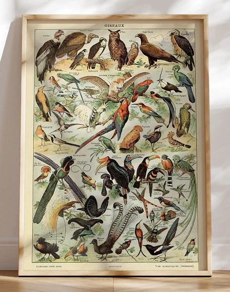 Adolphe Millot - Oiseaux Pour Tous - Plakat med fugle