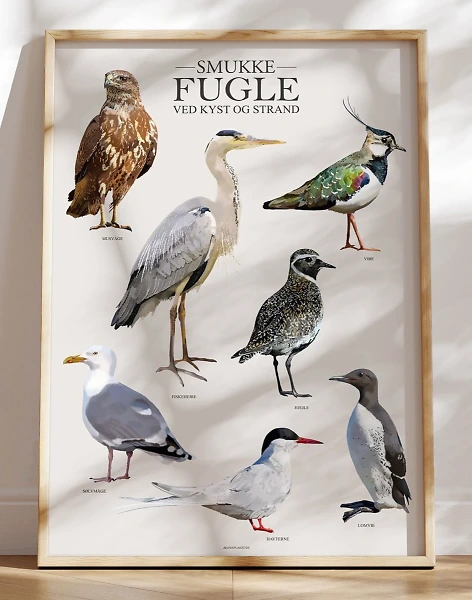 Plakat med fugle fra strand og kyst