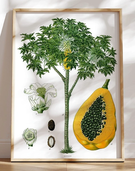 Köhlers Medizinal Pflanzen - Carica Papaya - Retroplakat med papaya