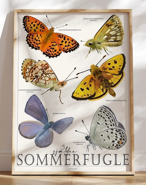 Plakat med sommerfugle - 3 sjældne og truede arter