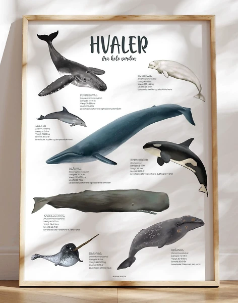Plakat med hvaler - 8 hvaler fra verdens have