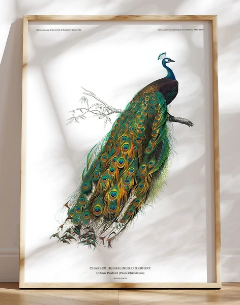 Plakat med påfugl - gammel leksikonillustration