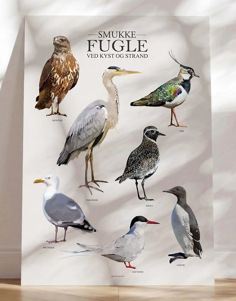 Plakat med strandens og kystens fugle
