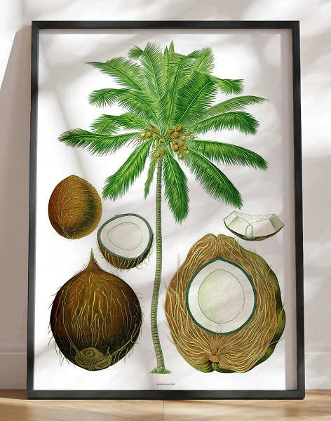 Köhlers Medizinal Pflanzen - Cocos Nucifera - Genoptryk af retromotiv med palme