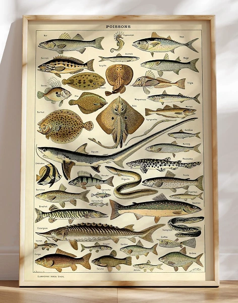 Adolphe Millot Poissons - Plakat med fisk