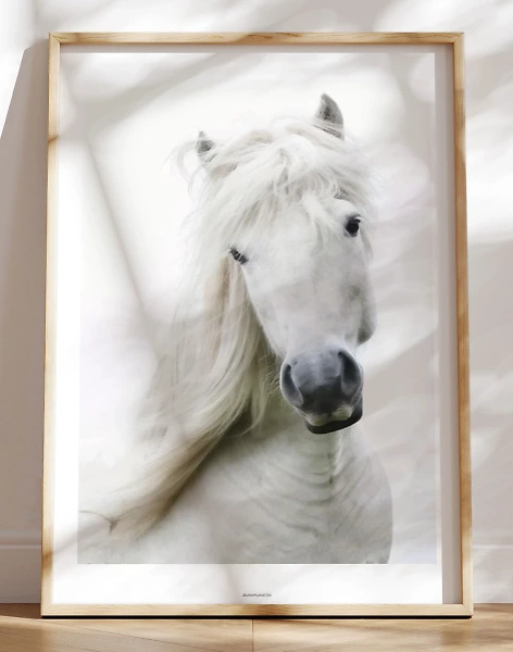 Hesteplakat - hvid hest