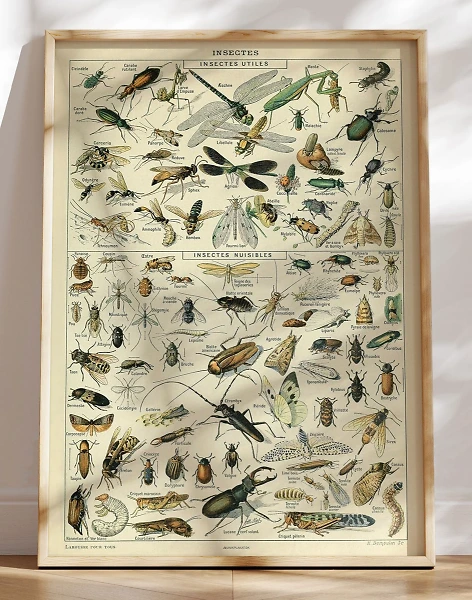 Adolphe Millot - Insectes - Plakat med insekter