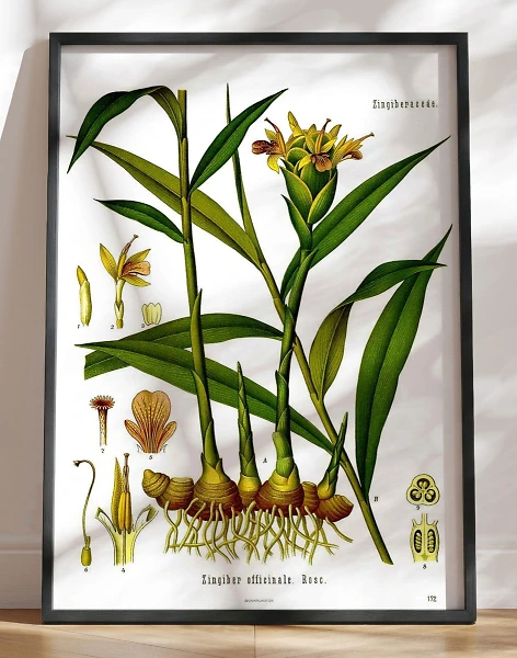 Köhlers Medizinal Pflanzen - Zingiber Officinale - Plakat med retromotiv af ingefær