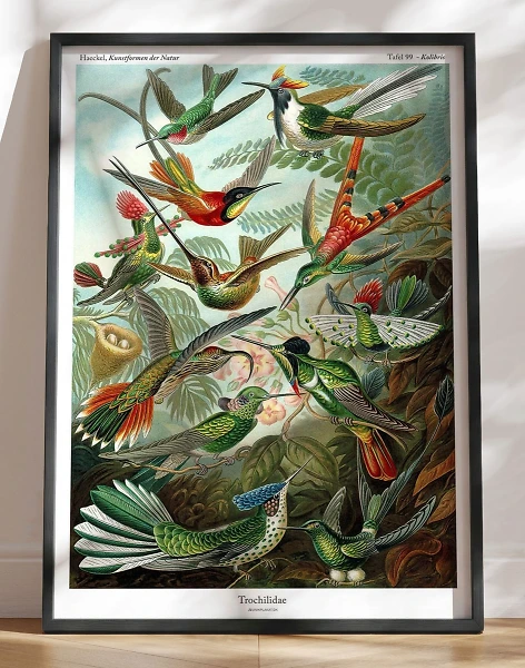 Ernst Haeckel plakat - Trochilidae Kolibris
