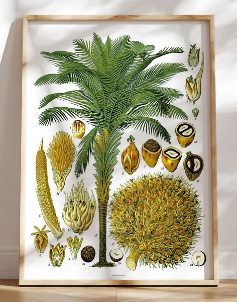 Köhlers Medizinal Pflanzen - Elaeis Guineensis - Antik plakat med palme