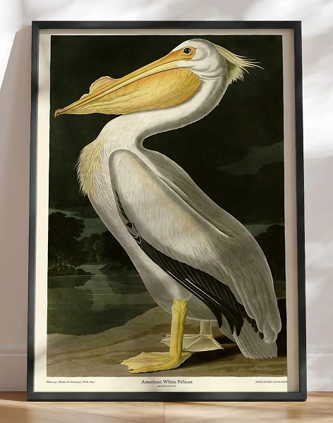 American White Pelican - John James Audubon retroplakat