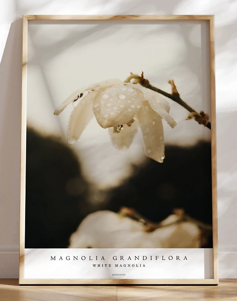 Fotoplakat - White magnolia