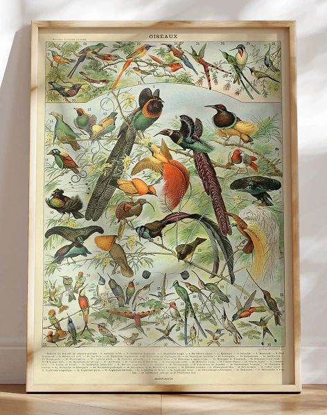Adolphe Millot - Oiseaux - Plakat med fugle
