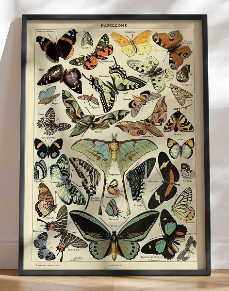 Adolphe Millot - Papillons Pour Tous - Retroplakat med sommerfugle