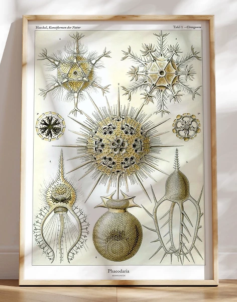 Ernst Haeckel - Phaeodaria - retroplakat med vandlevende organismer