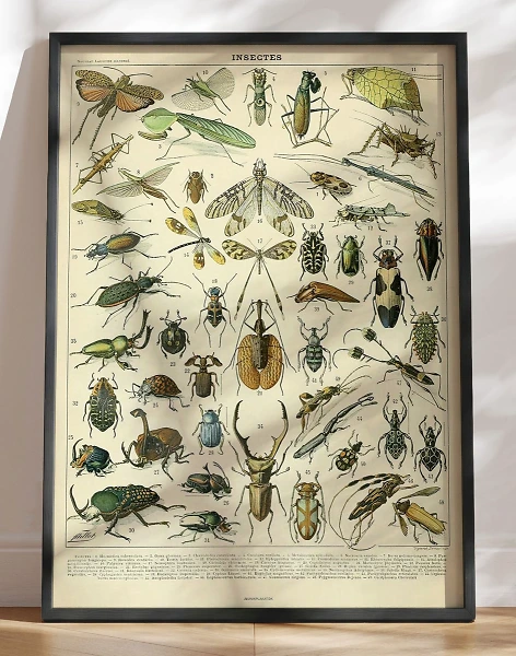 Adolphe Millot - Insectes - Insektplakat