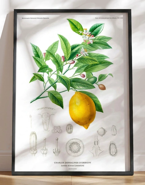 Retroplakat - Citron